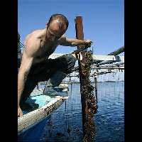 Das Hochziehen der 5m langen Seile mit den gereiften Austern ist ganz schön anstrengend ­ der Farmer zeigt uns, wie man es macht!
