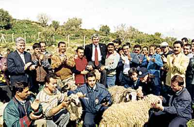  Verteilung der 100 gesponsorten Schafe vom Bürgermeister Ali Yazgan an seine Gemeindearbeiter